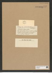 Biddulphia japonica Castr. (de-Toni-Nr.: Genus 123, Species 3487) Zeichnungen Sammlung Grunow Nr. 6978 (NHMW-BOT-W0375880)